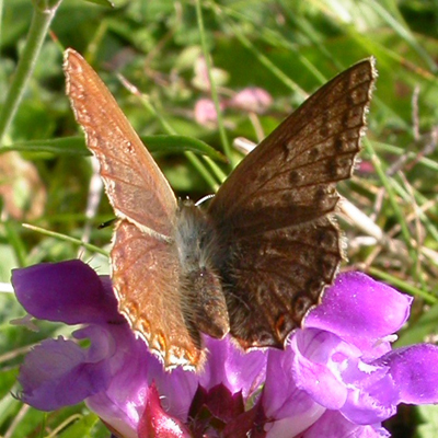 Silbergrüner Bläuling