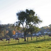 Mistelbaum