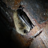 Bartfledermaus (Myotis mystacinus)