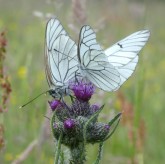 Baum-Weißlinge (Aporia crataegi)
