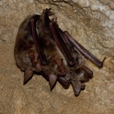 Großes Mausohr (Myotis myotis)