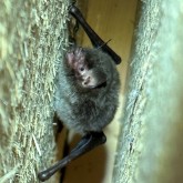 Wasserfledermaus (Myotis daubentonii)