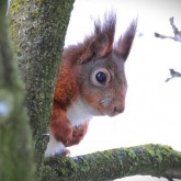 Eichhörnchen (Sciurus vulgaris)