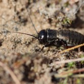 Feldgrille (Gryllus campestris)