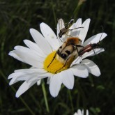 Pinselkäfer und Co