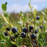 Heidelbeere (Vaccinium myrtillus)