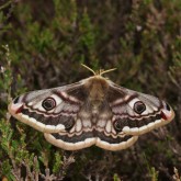 Nachtpfauenauge (Saturnia pavonia)