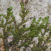 Breites Wassersackmoos (Frullania dilatata)