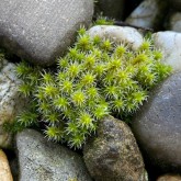 Graues Zackenmützenmoos (Racomitrium canescens)