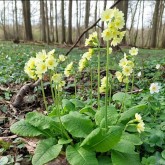 Hohe Schlüsselblume (Primula elatior)