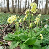 Hohe Schlüsselblume (Primula elatior)