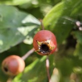 Frucht Weißdorn