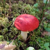 Bioblitz Kirschroter Spei-Taeubling