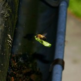 Blattschneiderbiene Flug