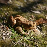 Erdkrötenwanderung