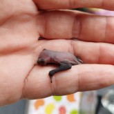Fledermaus Jungtier