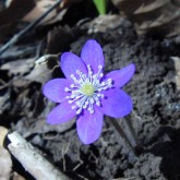 Leberblümchen