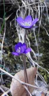 Leberblümchen