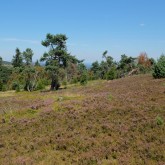 Bergheide auf dem Kahlen Pön