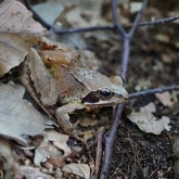 Grasfrosch (Rana temporaria)
