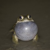 Kreuzkröte (Epidalea calamita)
