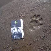 Trittsiegel Fischotter