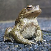 Erdkröte (Bufo bufo)