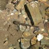 Larve des Feuersalamanders (Salamandra salamandra)