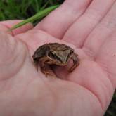 Junger Grasfrosch (Rana temporaria)