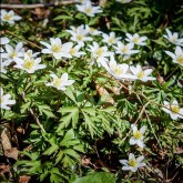 Buschwindröschen (Anemone nemorosa)