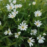 Große Sternmiere (Stellaria holostea)