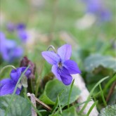 März-Veilchen (Viola odorata)