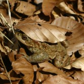 Erdkröte (Bufo bufo)