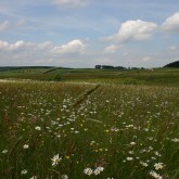 Artenreiches Grünland