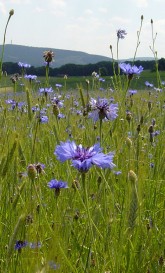 Ackerrandstreifen mit Kornblume